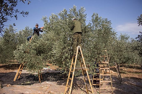 People stand on ladders picking olives from lush trees in an orchard. Clear blue sky and scattered nets on ground indicate calm, productive harvest scene.