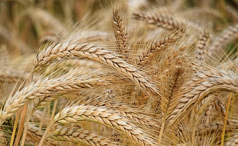 Close-up of ripe, golden wheat stalks in a field, their heads heavy with grains. The image evokes a sense of abundance and harvest.
