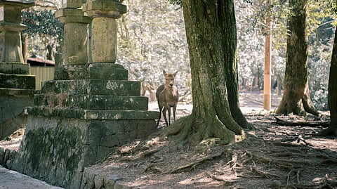 A deer stands near moss-covered stone lanterns and a large tree in a tranquil, sun-dappled forest setting in Japan.
