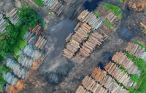 Aerial view of a deforested area with stacked logs and patches of green vegetation. Muddy ground and water-filled areas convey a somber tone.