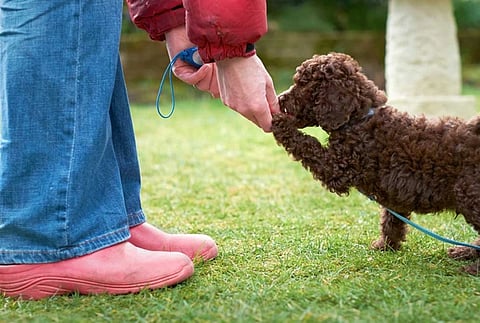 Person in red jacket and blue jeans kneels on grass, gently holding a small brown curly-haired puppy's paw with affection, blue leash attached.