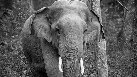 A black and white photo of a solitary elephant with large tusks standing amidst a forest. The elephant appears calm, surrounded by tall trees and sparse underbrush.