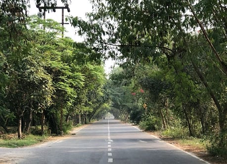 A sunlit, empty road stretches into the distance, flanked by lush green trees that form a natural canopy. The scene conveys tranquility and solitude.