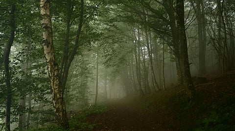 Foggy forest path surrounded by tall green trees and dense foliage, creating a mysterious and serene atmosphere. Dappled light filters through the canopy.