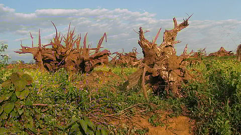 Deforestation around Pakke Tiger Reserve, India. Two cut down tree stumps stick out from the ground.