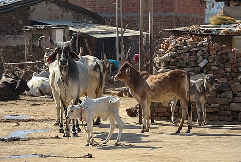 Cattle standing in front of a slum in Gujarat.