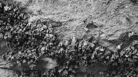 Black and white photo of a colony of bats hanging closely together on a rough, textured cave wall. The image evokes a sense of mystery and nature.