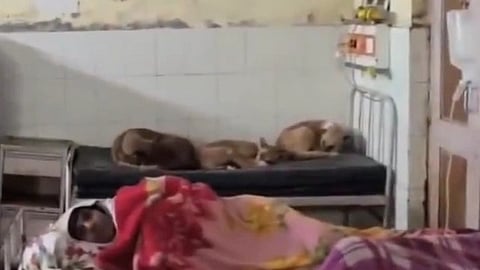 A hospital room with a patient lying under floral blankets in the foreground. Three dogs are sleeping on the adjacent bed, creating an unusual yet peaceful scene.