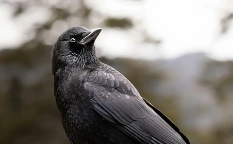 A black crow is perched, facing left with its head slightly tilted upwards. Its feathers appear glossy against a blurred, muted background.