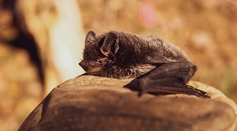 A small bat with fur and folded wings rests on a gloved hand. The background is blurred, likely outdoors, giving a warm, serene feel to the image.
