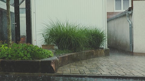 Rainy day scene showing a wet cobblestone walkway and lush green bushes beside a white building.
