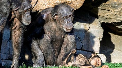 Three chimpanzees sit on green grass against a rocky backdrop. A relaxed adult watches over a content baby, while another adult observes, creating a calm scene.