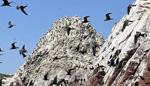 A flock of birds flies around a large rocky cliff under a clear blue sky. The cliff and birds create a dynamic, lively scene full of natural energy.
