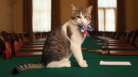 Larry the cat with a ribbon sits on a long green table in an elegant room with large windows and wooden chairs, exuding a dignified presence.