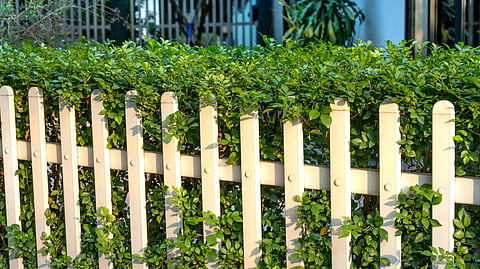 White picket fence intertwined with lush green bushes, set against a backdrop of leafy trees and dappled sunlight, conveying serenity and charm.