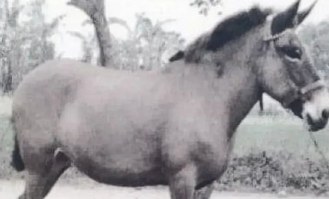A black-and-white image of a mule standing sideways in a field. The mule has a sturdy build and alert expression. Trees are visible in the background.