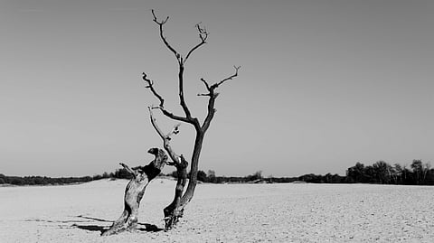 Black and white photo of a barren tree standing alone in a vast, empty sandy landscape. Distant trees line the horizon under a clear sky.