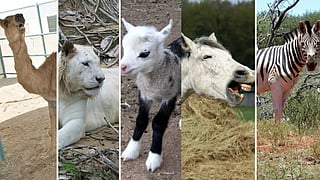 A split image of five unusual hybrid animals: a cama, white lion, zony, zorse, and zonkey, each displaying unique characteristics and habitats.