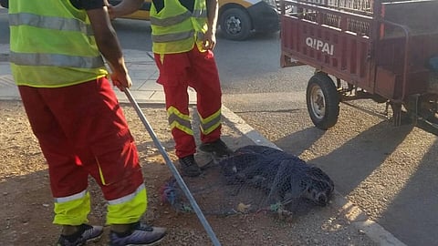 Two men in orange pants and reflective green vests stand with a pole in front of a stray dog trapped in a net.