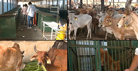 अहमदाबाद : मानव-पशु सहअस्तित्व को मजबूत करने के लिए नगर निगम की अनूठी पहल, फीडिंग स्पॉट्स और एआई तकनीक से शहर स्वच्छ