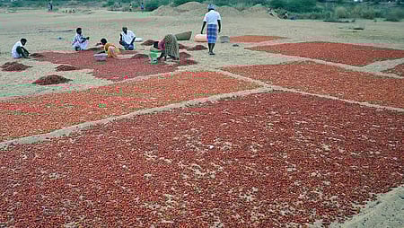 तमिलनाडु के रामनाथपुरम में मिर्च की फसल खराब होने से बढ़े दाम