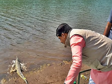 मध्य प्रदेश: सीएम मोहन यादव ने ऊना नदी में छोड़े दुर्लभ कछुए और घड़ियाल के बच्चे