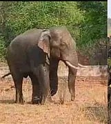 रांची के रिहायशी इलाके में घुसा हाथी, हमले में एक की मौत, दहशत में लोग