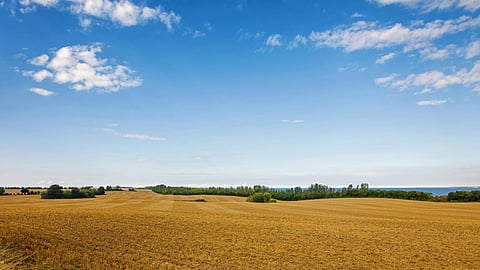 Expansive golden field under a bright blue sky with scattered white clouds. Trees line the horizon, conveying a peaceful, rural setting.