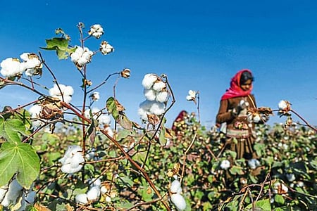 Cabinet okays MSP funding of Rs 1,718.56 crore to CCI to empower cotton farmers