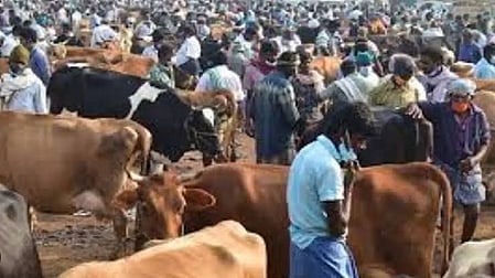 Model code of conduct curbs hit century old Poigai cattle market in TN