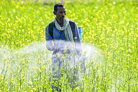 Haryana approves Rs 1,122 crore plan to strengthen agriculture, allied sectors
