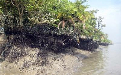 Bangladesh: Indigenous Catholic and tribal leaders warn of protest over contested forest project (File, representational image)