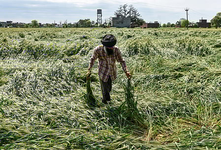 Raj CM directs District Collectors to do ground surveys to assess crop damage due to rains