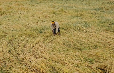 TN initiates assessment after unseasonal rain, hailstorm damage crops