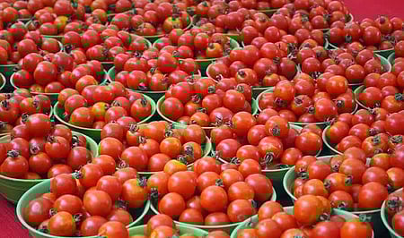 Crash in tomato prices forces TN farmers to halt harvest
