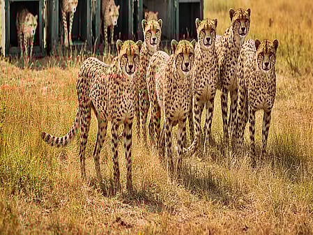 9 cheetahs complete quarantine at MP