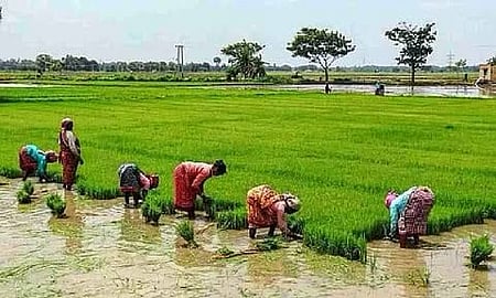 MSP disparity emerges as key poll issue for Cauvery delta farmers ahead of TN elections