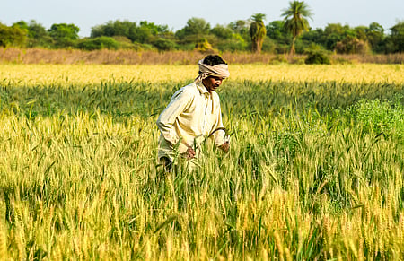PM-KISAN scheme becomes economic lifeline for small farmers in MP (Photo: IANS)