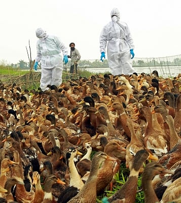 Over 22,000 birds culled, buried as flu outbreak confirmed in Chhattisgarh
