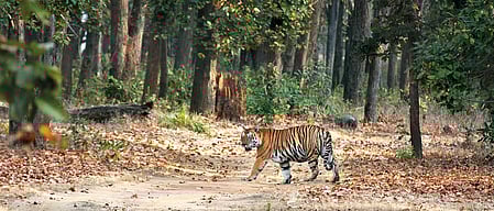 Jharkhand HC raps state govt, summons top official over tiger conservation at Palamu Reserve
