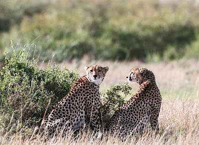 Cheetah from Kuno reaches Rajasthan village, triggers panic