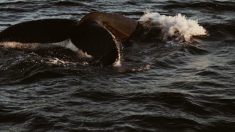 A whale's tail emerges from the dark, rippling ocean, creating splashes of white foam. The scene evokes a sense of majesty and tranquility.