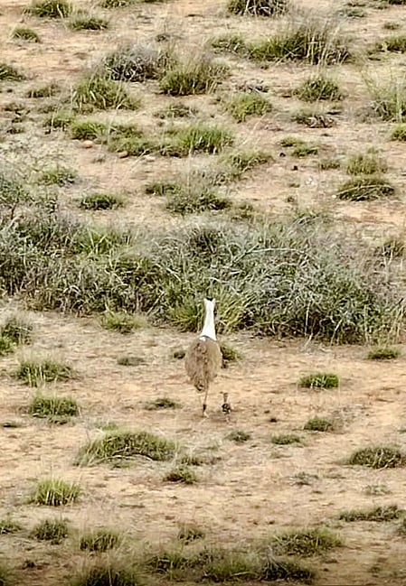 Rare Great Indian Bustard chick born in Gujarat following advanced wildlife initiative
