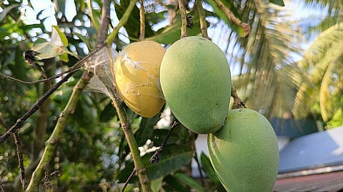 Sparse Alphonso mango harvest in a Konkan orchard amid poor crop yield