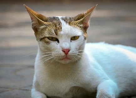 A white cat with brown markings lounges on a sunlit patio, its eyes half-closed in a relaxed and content expression.