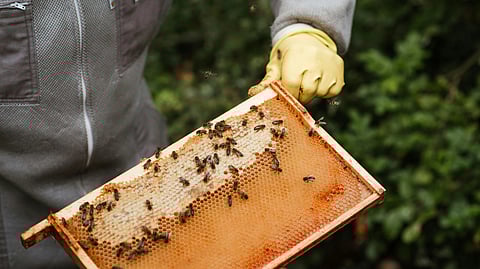Beekeeper in protective clothing holding a honeycomb frame covered in bees, set against a green leafy background, conveying a sense of calm focus.
