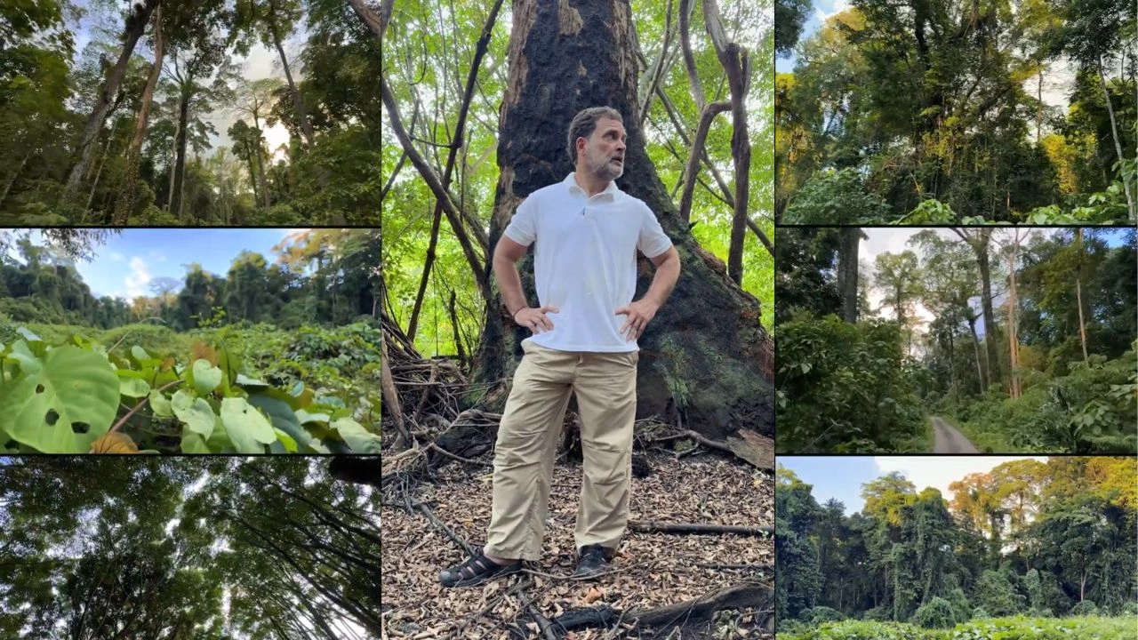 Collages of rainforests of Great Nicobar Islands, Rahul Gandhi at the centre with his hands placed on his waist, looking to his left
