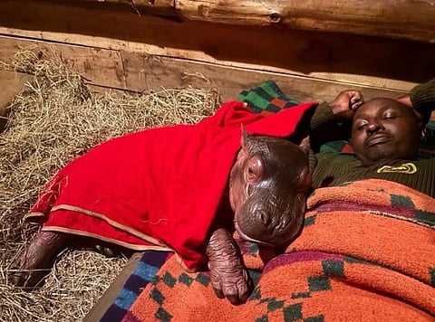 A baby hippo lies comfortably on hay, covered with a red blanket, next to a man wrapped in an orange and brown blanket. The scene is cozy and serene.