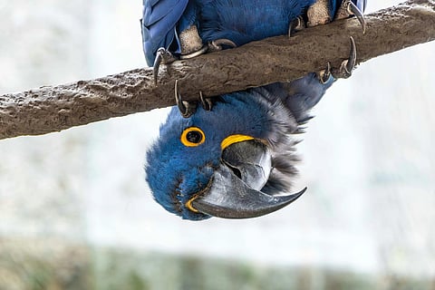 A vibrant blue parrot hangs upside down from a branch, displaying a curious expression. Its bright yellow eye ring and beak stand out vividly.