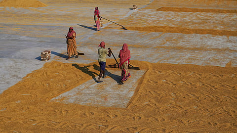 Four workers in colorful clothing spread grains on a sunlit concrete surface. The scene conveys hard work and agricultural labor in warm tones.